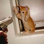 pipchip funny 003