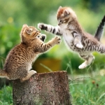 pipchip funny 015