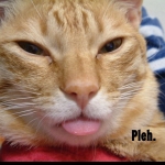 pipchip funny 022